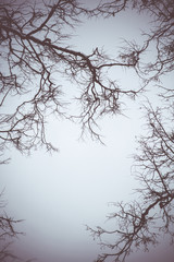 Leafless branches of park winter trees retro