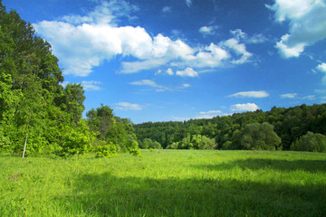 Fototapeta na wymiar wild field of green grass against the blue sky, landscape