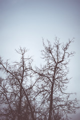 Fototapeta na wymiar Leafless branches of park winter trees retro