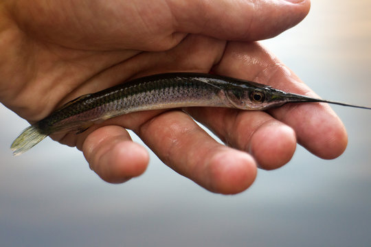 Freshwater garfish on hand