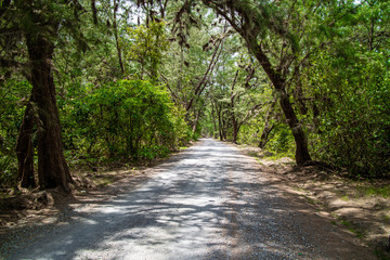 Path in green pine forests