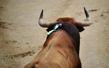 bullfight in spain