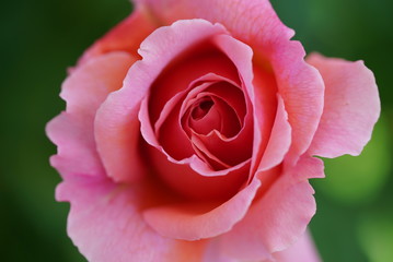 Pink Rose ピンクローズ