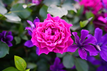 Fototapeta premium Pink Rose ピンクローズ