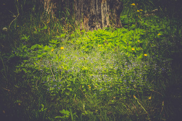 Little blue flowers in the grass