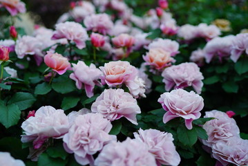 Pink Rose ピンクローズ