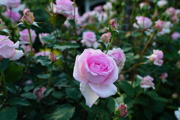 Pink Rose ピンクローズ