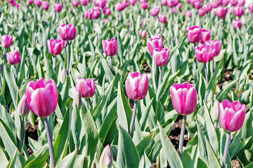 Violet beautiful tulips in the park