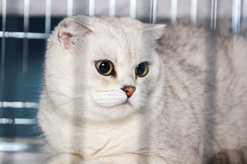 Beautiful purebred scottish cat in the cage at exhibition