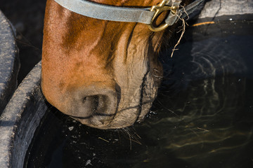 Trinkendes Pferd, sonnig, Durstiges Pferd, Sommer, Hitze © Ronny Rose