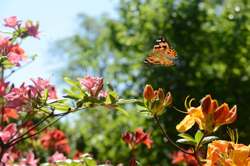Schmetterling 494 © K.-U. Häßler