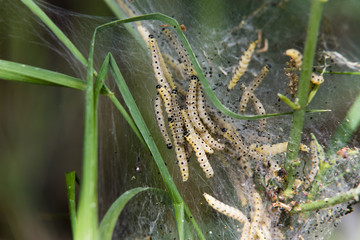 Yponomeuta evonymella im Gespinst, Traubenkirschen-Gespinstmotten Larven im Gespinst