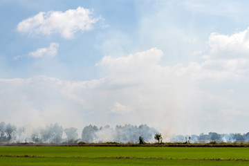 Fototapeta na wymiar A lot of smoke over rice fields.