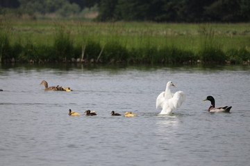 seltene, weiße Märzente verteidigt ihre Küken auf einem Weiher in Franken