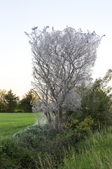 Baum , der von Eichenprozessionsspinnen befallen ist.