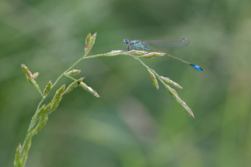 Azurjungfer