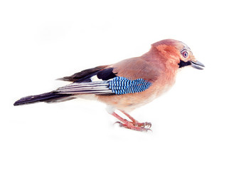 Common jay (Garrulus glandarius) - bird on white background