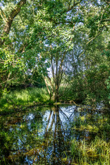 Spiegellung in stehendem Gewässer