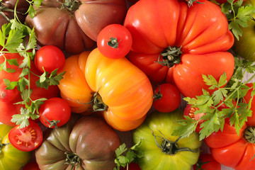 colorful variety of tomatoes