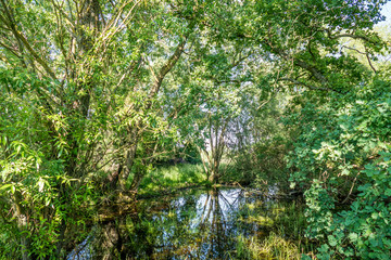 Spiegellung in stehendem Gewässer