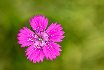 Obraz premium Pink flower