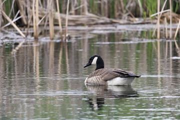 Bernache du Canada, outarde, canada goose