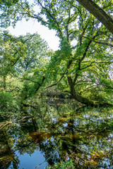 Spiegellung in stehendem Gewässer