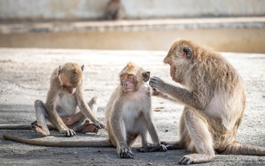 Monkey, old, baby, baby monkey, smiling monkey, camera, monkey at the temple, Khao Takiab tourist friendly,monkey rim light,Reflective Monkey Hair