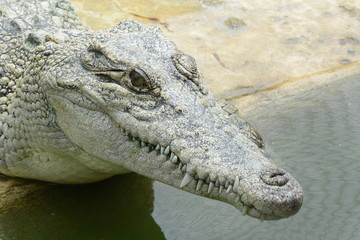 close of of fresh water crocodile.