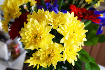 Yellow chrysanthemum flowers