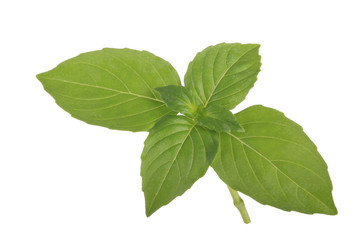 basil isolated on white background