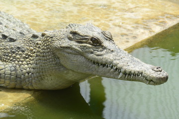 close of of fresh water crocodile.