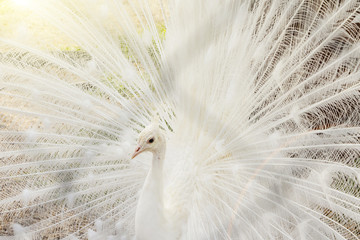 Naklejka premium Close-up of beautiful white peacock with feathers out.