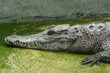 close of of fresh water crocodile.