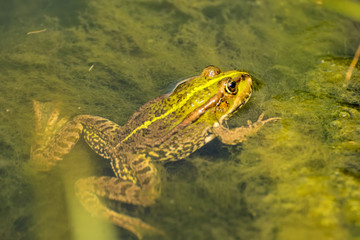 common water frog in a pond