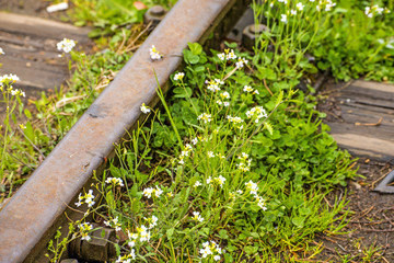 rails out of order with flowers