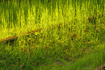 rails overgrown with green grass