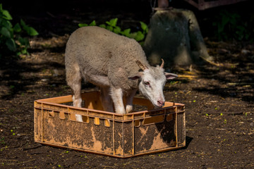 Junges Schaf in Obstkiste