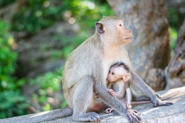Naklejka na ściany i meble baby monkey in hug her mother mammal animal