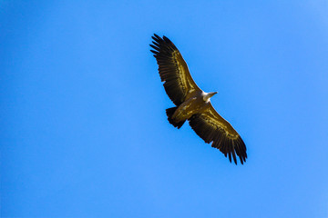 Eagle flying with a blue sky