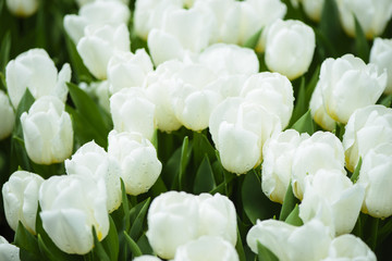 Beautiful white tulips flowerbed closeup. Flower background.