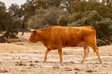 Red haired cow