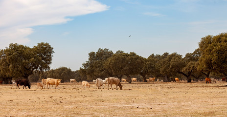 Fototapeta na wymiar Many cows grazing in the countryside