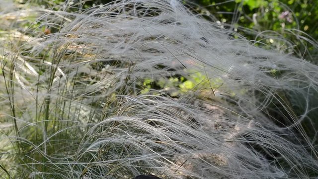Long grass (Stipa lessingiana) with spider on it trembling on the wind