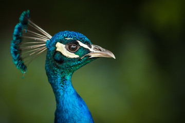 Peacock Profile