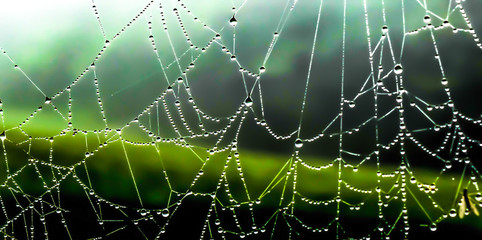 蜘蛛の巣　朝露