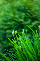 Background of day-lily with buds