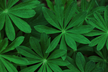 Background of green leaves of lupines