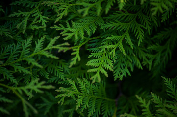 Green background with branches of thuja