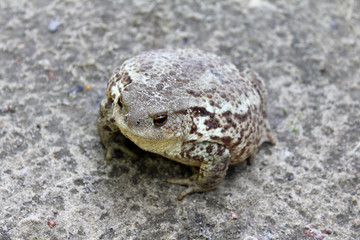 Common toad in ground color, camouflage among animals.